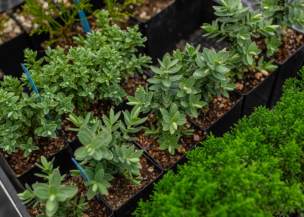 UBC Botanical Garden nursery