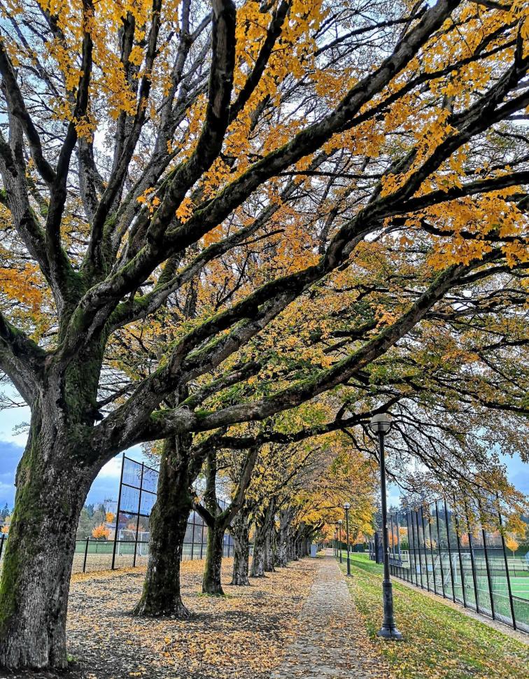 Fall in love with the fall colors and do not leave without seeing the leaves. 