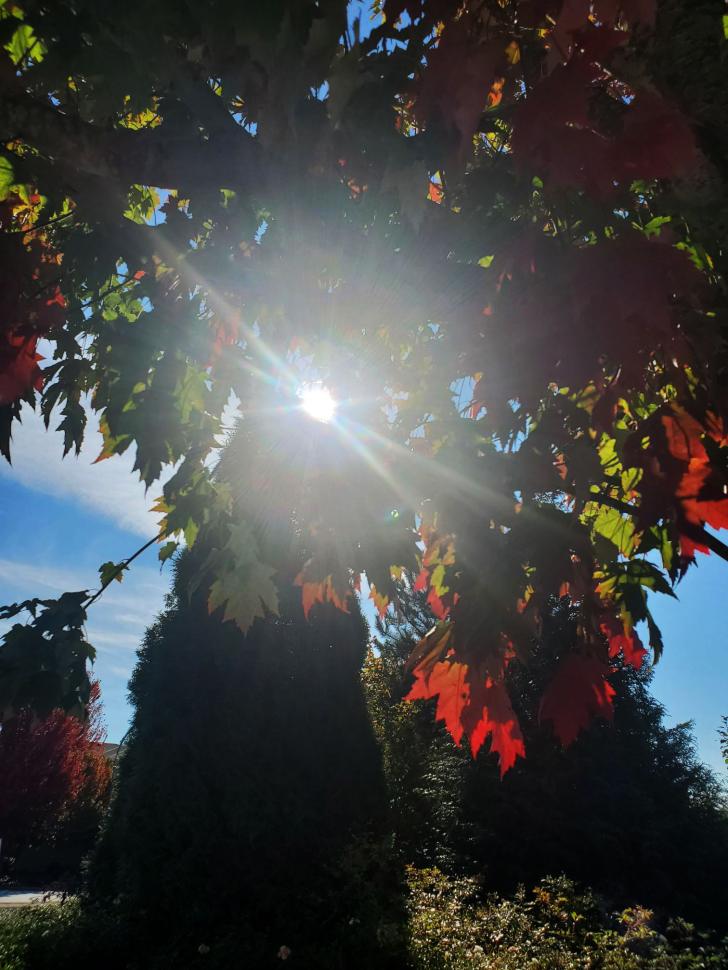 Light through trees