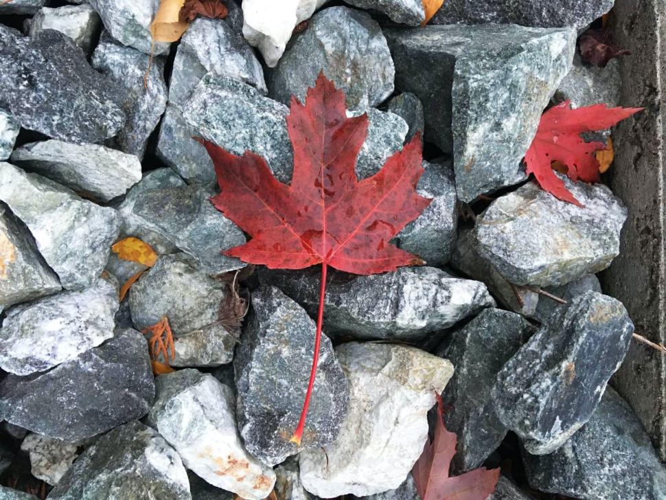 Red leaf