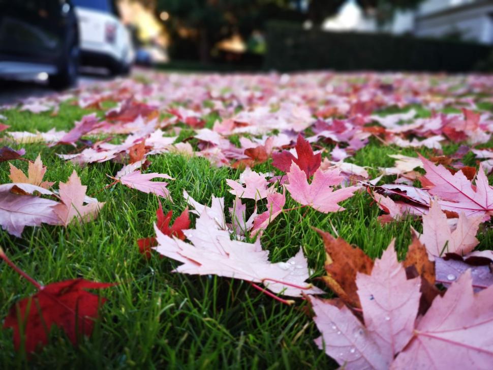 red leaves