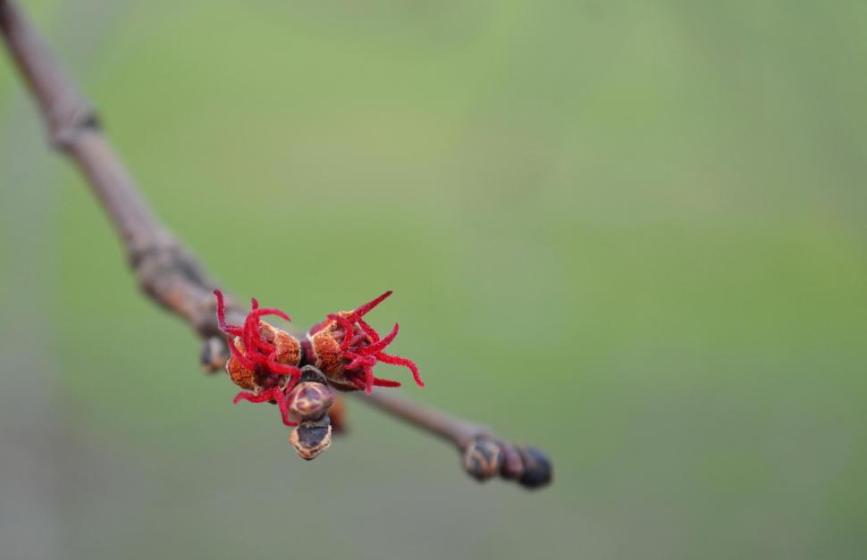 Silver Maple