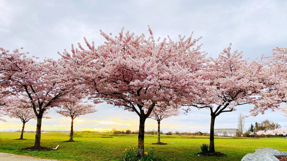 Blossoms