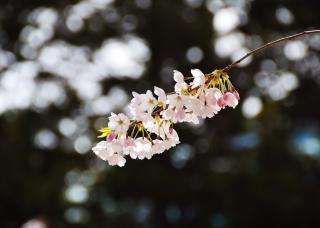 Cherry blossom