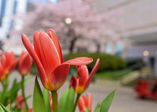 Blossoms