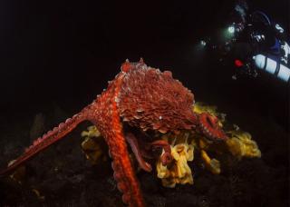 octopus
