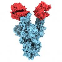 B.1.1.7 COVID-19 mutation