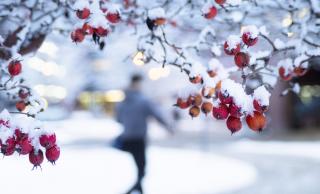 Snow