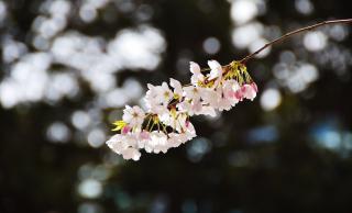 Cherry blossom
