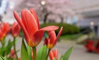 Blossoms