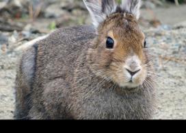 Wild rabbit