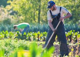 Farmers at work