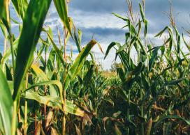 Corn