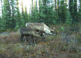 Caribou
