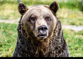 Grizzly bear