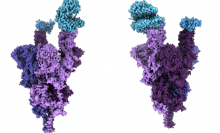 Molecular