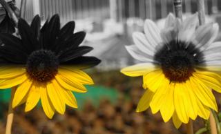 Sunflowers