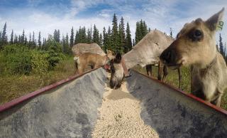 Caribou