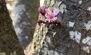 Plum blossom