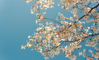 blossoms