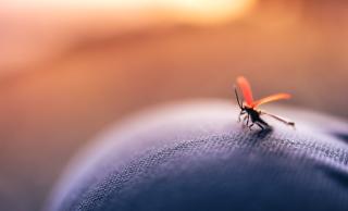 Mosquito