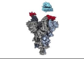SARS-CoV-2 virus