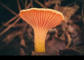Mushroom