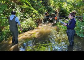Salmon research