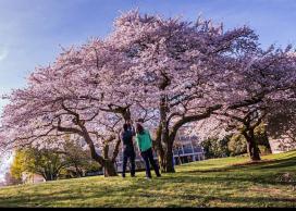 Blossoms