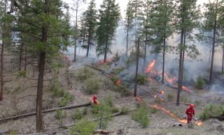 Wildfire