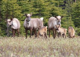 Caribou